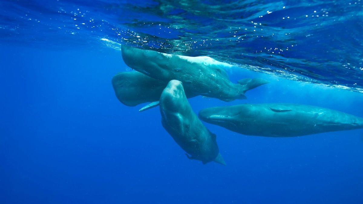 Vorvani učili jeden druhého, jak se chránit před velrybáři